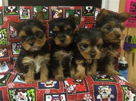 Amos Lapp. . Yorkie puppies for sale in kentucky